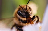 蜂人之上-史上第一次人造生命氧合成功