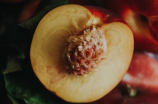 【孕妇可以吃桃子吗】孕妇是否可以食用桃子？
