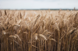 小麦期货(小麦期货：了解粮食市场的风向标)