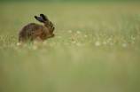 兔子耳朵的作用揭秘！