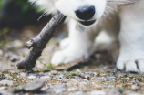 哈士奇雪橇犬(哈士奇雪橇犬：型格又灵活的伴侣动物)